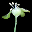 Chlorohiptage (Tetrapteroids, Malpighiaceae), ...