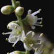 Two new species of Hechtia (Bromeliaceae; ...