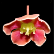 Marijordaania (Celastraceae: Cassinoideae), ...