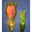 A new and endemic species of Struthanthus ...