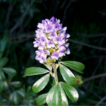 Nomenclatural notes on the genus Psoralea ...