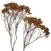 Three new species of Microlicia (Melastomataceae) ...